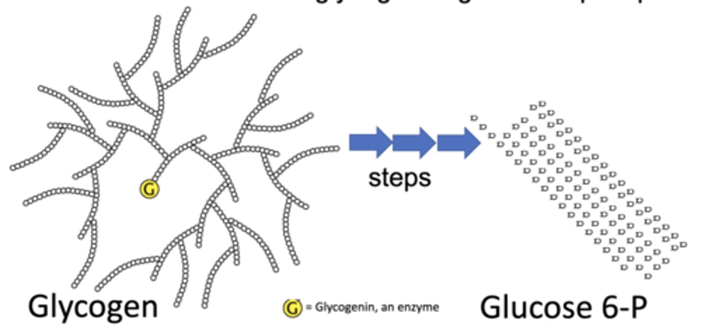 <p>the breakdown of cellular glycogen to glucose 6-phosphate</p>