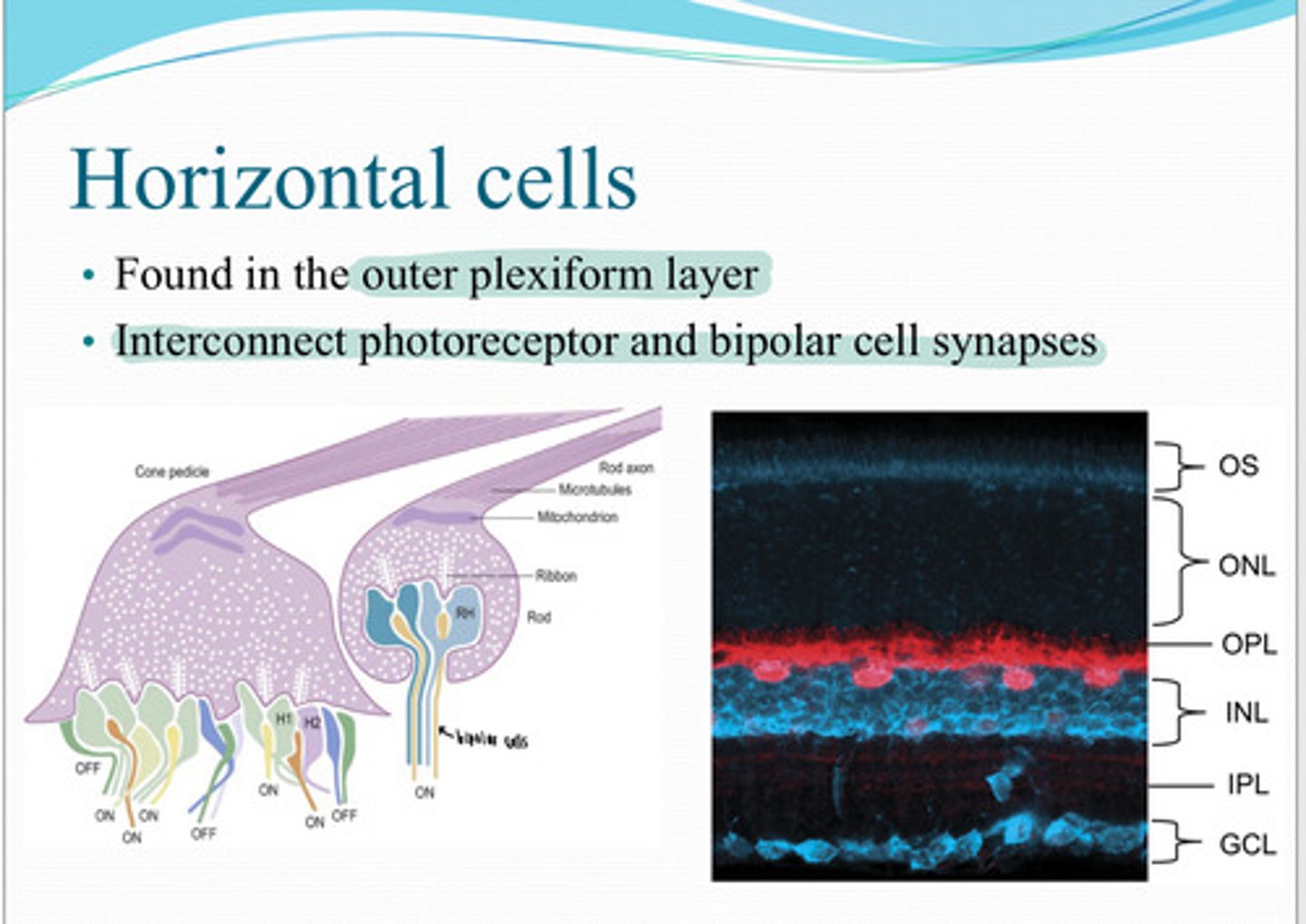 <p>What do horizontal cells help with in vision?</p>