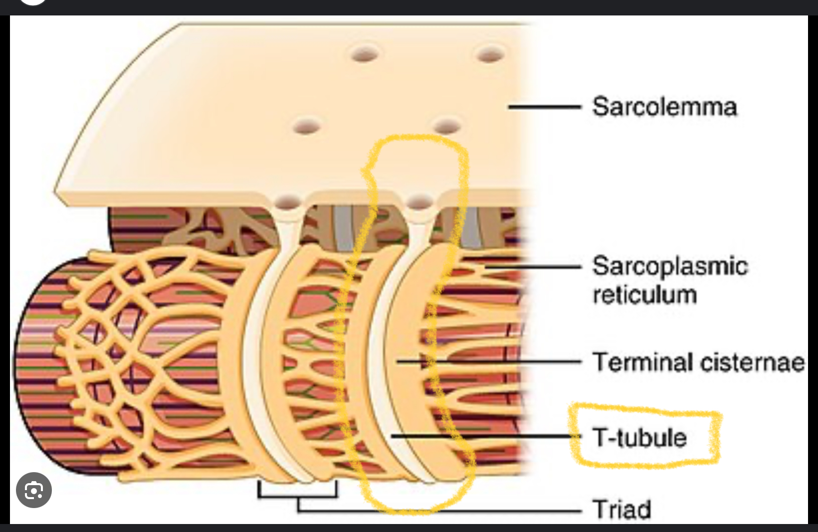 <p><strong>Tiny tubes in a muscle fiber</strong> that <strong>carry electrical signals (action potentials) deep into the muscle</strong> so all parts of the fiber can contract at the same time</p>