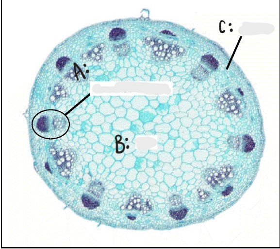 <p>Identify A - C on Eudicot cross section. </p>