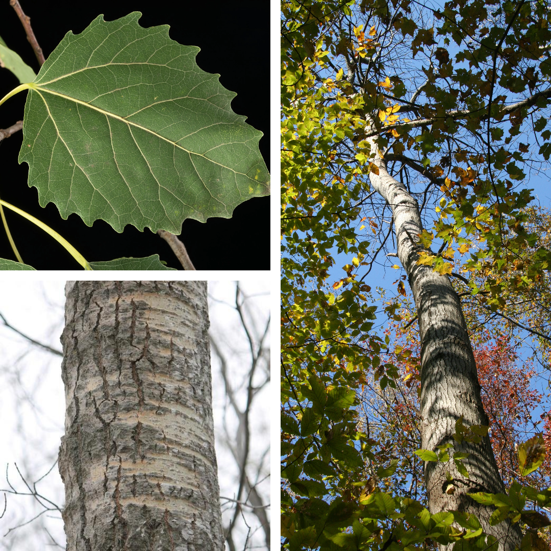 <p>Bigtooth Aspen</p><p>Large rounded toothed margins, deeply furrowed lower bark with smoother birch-like top bark, petioles flat and vertical rather than horizontal</p>