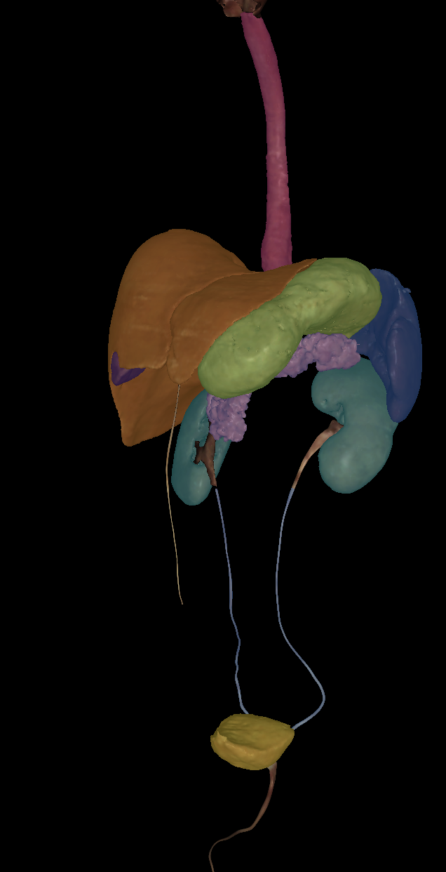 <p>Name the structure highlighted (dark purple)</p>