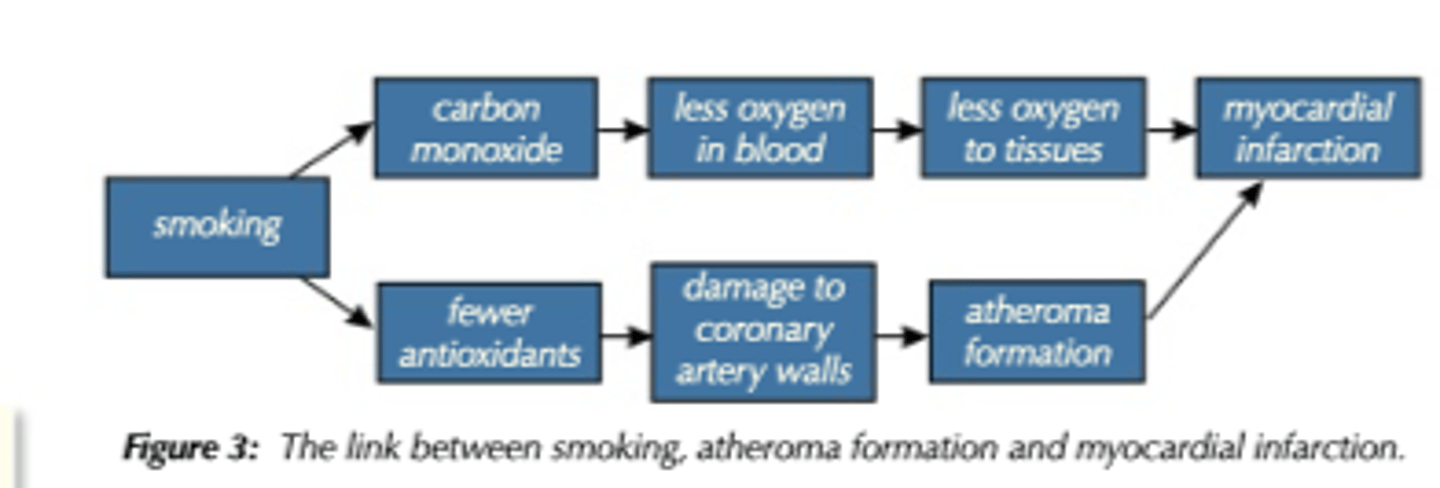 <p>1. Acute increase in HR (10-15 bpm)</p><p>2. Increased BP (5-10 mmHg)</p><p>3. Increased myocardial activity, constriction of cardiovascular beds in skin and coronary arteries, dilating cardiovascular beds in skeletal muscle)</p><p>4. Increased cardiovascular disease profile</p>