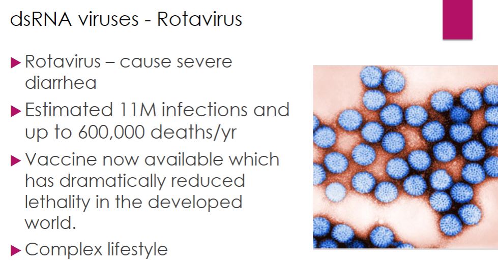 <p>-Human rotaviruses (family Reoviridae) are responsible for the vaccine preventable deaths of over 200,000 children worldwide each year. They cause severe diarrhea, which results in dehydration and death if appropriate therapy is not provided promptly. Because of their impact on humans, rotaviruses have been studied intensely to better understand their life cycles and pathogenesis. Viewed by electron microscopy, rotavirus virions have a characteristic wheel-like appearance (Latin rota, wheel). Virions are nonenveloped and are composed of 11 segments of dsRNA surrounded by three concentric layers of proteins. The RNA segments code for six structural and six nonstructural proteins (NSPs).</p><p>When a rotavirus virion enters a host cell, it loses the outermost protein layer and is then referred to as a double-layered particle (DLP: figure 18.39). The genome is transcribed by viral transcriptase while still inside the DLP. The mRNA passes through channels in the DLP and is released into the cytosol of the host cell and translated by the host cell&apos;s ribosomes. The newly formed proteins cluster together, forming an inclusion called a viroplasm. It is within the viroplasm that new DLPs are formed. Initially the DLPs contain positive-strand RNA, but this is soon used as a template for synthesis of the negative strand. Replicase activity of the RdRp requires that the enzyme be in complex with the core shell protein. Thus the dsRNA molecules are synthesized within the developing DLP.</p>