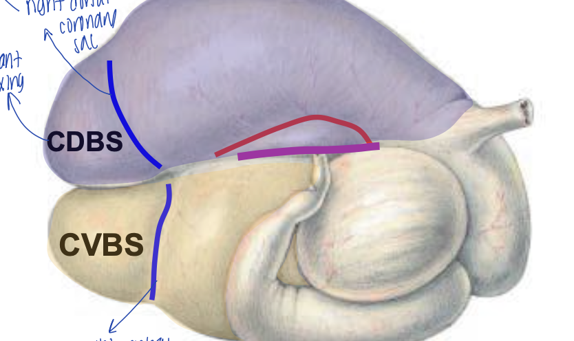 <p>what is the blue groove in the yellow portion called?</p>