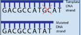 <p>Removing a base from the DNA sequence</p>