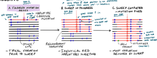 <ul><li><p>Natural selection may affect recombination </p></li><li><p>So higher recombination rates may be adaptive </p></li><li><p>A favoured mutant may arise in a population </p></li><li><p>It eventually sweeps throughout the population bc it’s good (through NS) </p></li><li><p>This mutation may be inherited with a gene it’s linked to</p><ul><li><p>Recombination can seperate them if the linked “hitchhiker” is bad </p></li></ul></li></ul><p></p>