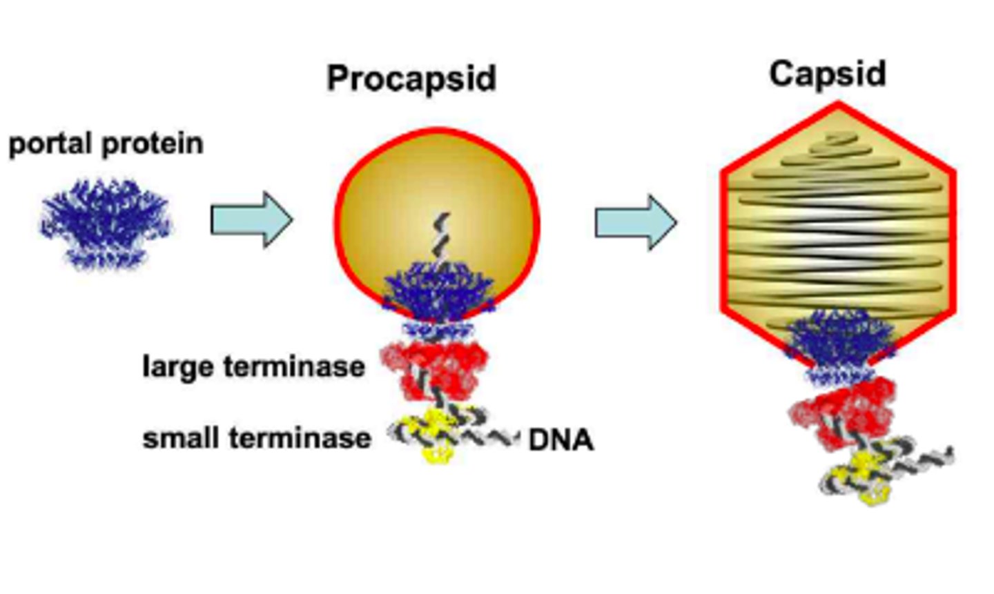 <p>new virions are put together inside a host using "parts" manufactured during the synthesis process</p><p>3 multiple choice options</p>