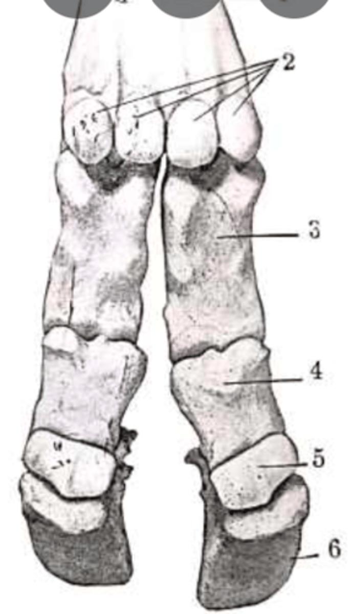 <p>what bones are #2?</p>