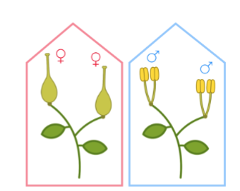 <p>Dioecious plants </p>