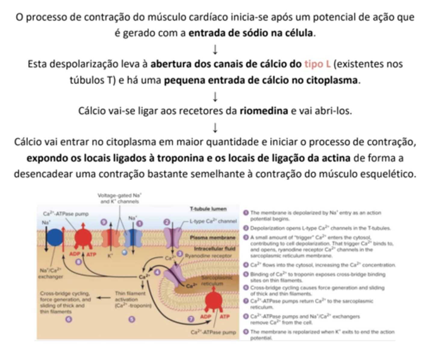 <p>O músculo cardíaco é específico do coração.</p><p>• É composto por células mais pequenas e finas, juntas por discos intercalares;</p><p>• Possuem junções gap que permitem a passagem do potencial de ação de umas células para as outras de forma direta;</p><p>• Têm um retículo sarcoplasmático menos desenvolvido;</p><p>• Têm túbulos T mais largos que admitem cálcio do fluido extracelular;</p><p>• Têm células pacemaker que iniciam a contração;</p><p>• Utilizam a respiração aeróbica, uma vez que têm mitocôndrias maiores.</p>