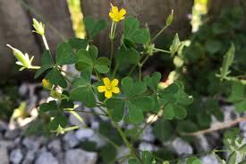 <p>Yellow Woodsorrel</p>