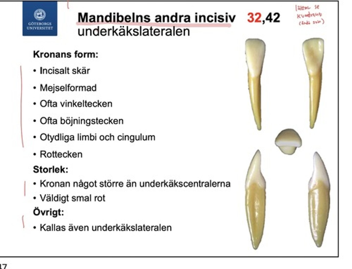 <p><span style="text-decoration:underline">Kronans form</span></p><p>- liknar underkäkscentralen fast kronan är större </p><p>- incisalt skär</p><p>- mejselformad</p><p>- har ofta men inte alltid vinkeltecken, böjningstecken och rottecken </p><p>- ofta men inte alltid limbi och cingulum </p><p></p><p><span style="text-decoration:underline">Storlek</span></p><p>- större krona än 31 och 41</p><p>- smal rot </p>