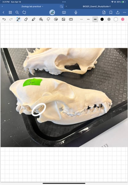 <p>on the mandible, the convex part of the hinge joint for the jaw</p>
