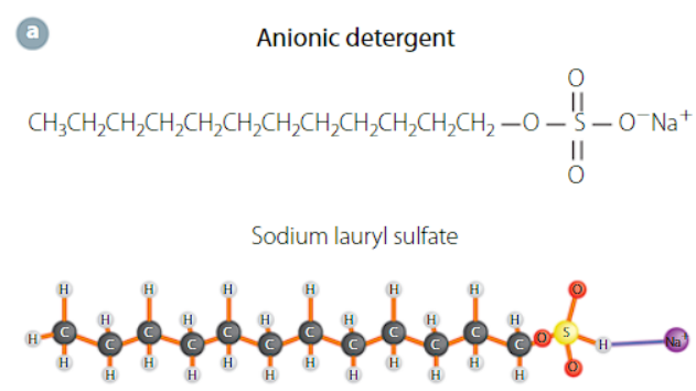 <p>the head group is anionic with a hydrocarbon tail</p>