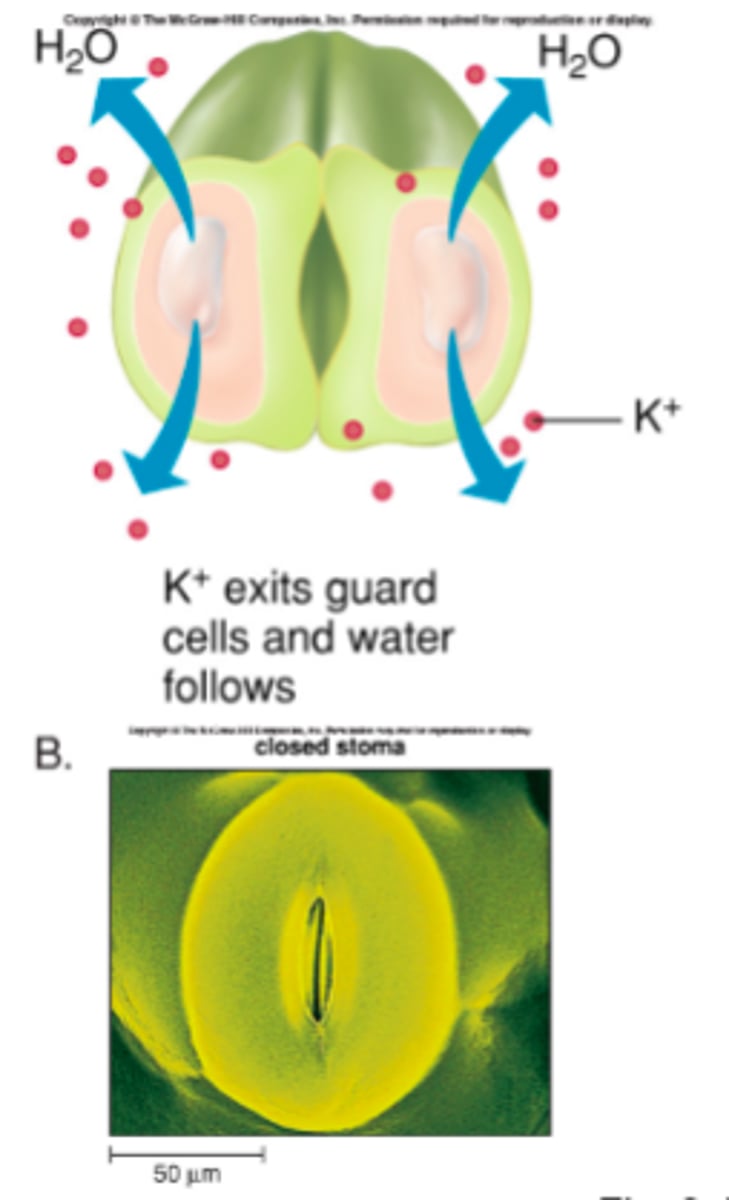 <p>by opening and closing the stomata.</p><p>-potassium ions pump into guard cells, vacuoles swell with water.</p><p>-the different cell wall thickness is the guard cell results in deformation, opening a gap between them - OPEN STOMATE.</p><p>-stomata close when K+ ions are pumped out of the guard cells - vacuoles shrink.</p>