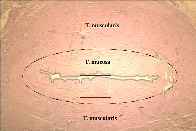 <p>Cross-section of the canine pelvic urethra, H-E stain.</p>