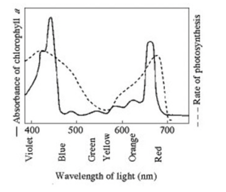 <p>Use the following figure to answer this question.</p><p>Which <strong>wavelength of light</strong> in the figure is most effective in <strong>driving photosynthesis</strong>?</p>