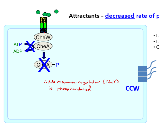 <p>decrease rate of phosphorylation</p><p>lower CheY-P, less binding to FliM, CCW =cell continues to run</p>