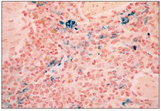 <p>name of histologic slide:</p><p>Specie:</p><p>Stain used:</p>
