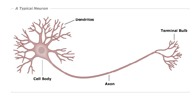 <p>Send info away from neuron</p><p>can send info to:</p><ul><li><p>another neuron</p></li><li><p>glandular structure</p></li><li><p>effector</p></li></ul>