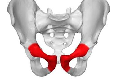 <p><span>a bone that forms the anterior (front) part of the pelvis</span></p>