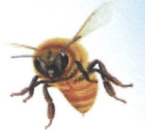 <p>ఇది ఏమిటి?</p>