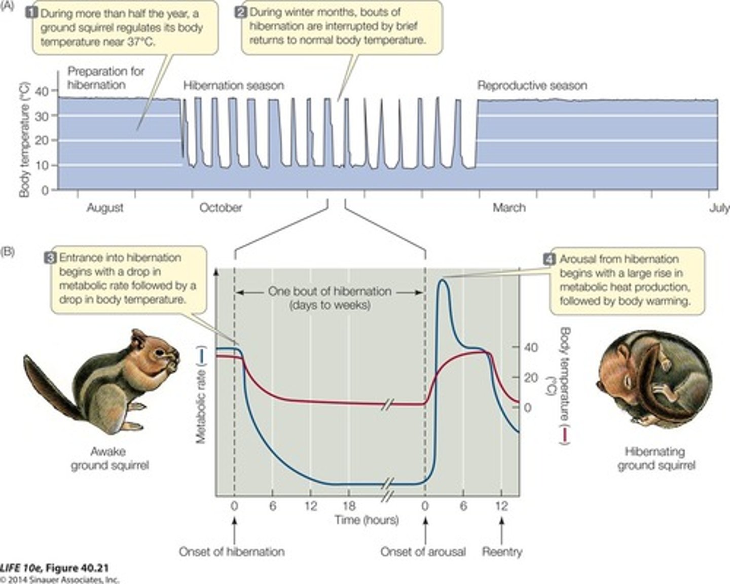 <p>DVALA, an animal that sleeps for a long time and lowers their metabolistic rate and thereby their heat.</p>