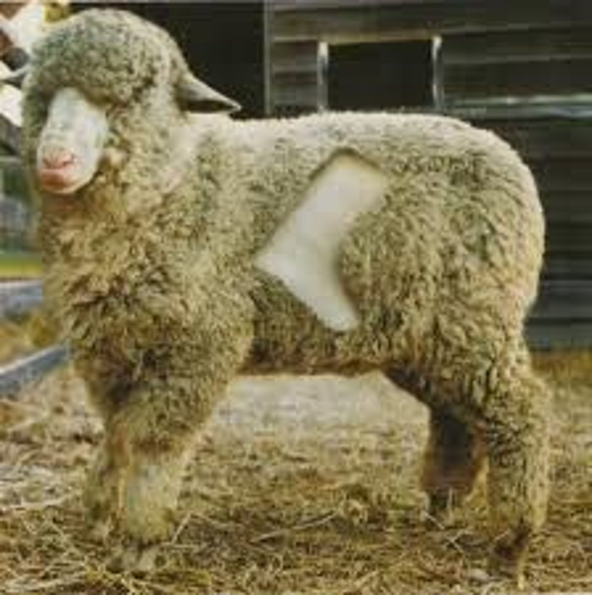 <p>wool</p>