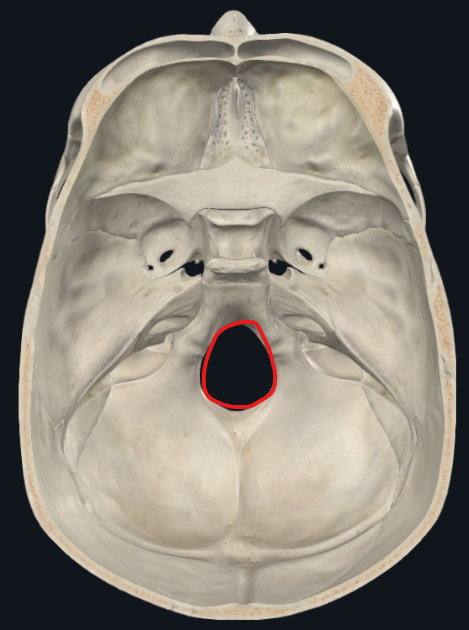 <ul><li><p>Fosa craneal posterior</p></li></ul><p>Agujero occipital</p>