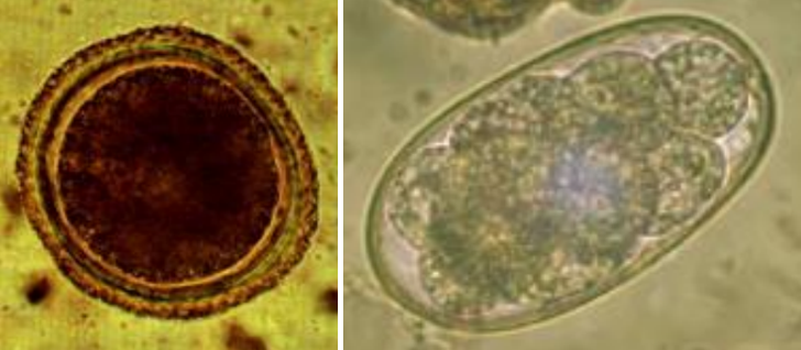 <p>coprological examination from carnivore. name and describe the egg</p>