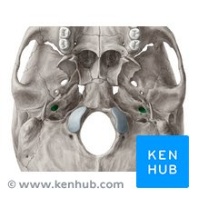 <p>Name the carotid canal</p>