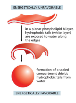 <p>After assembly into bilayer, form into a sphere</p><p>Liposomes:<span style="color: yellow;"> artificial lipid bilayers</span></p><ul><li><p>Used for</p><ul><li><p>studying lipid movement</p></li><li><p>protein properties</p></li><li><p>drug delivery into cells</p></li></ul></li></ul><p></p>