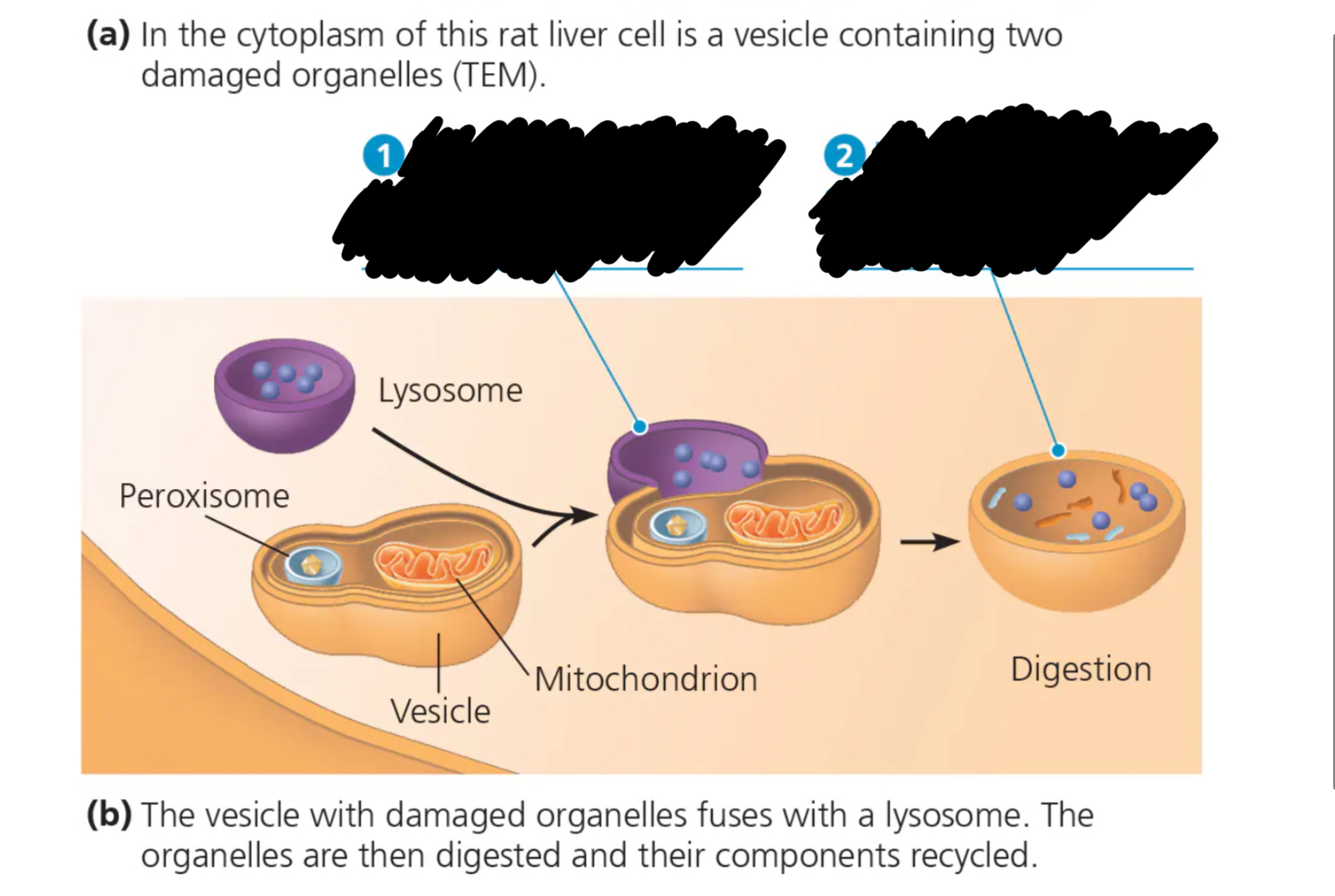 <p><span style="font-family: Arial-BoldMT; font-size: 14.67px;"><strong>Fill in the missing information about autophagy.</strong></span></p>