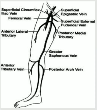 <p>receives tributaries from the superficial veins of the leg</p><p>drains into the femoral vein</p>