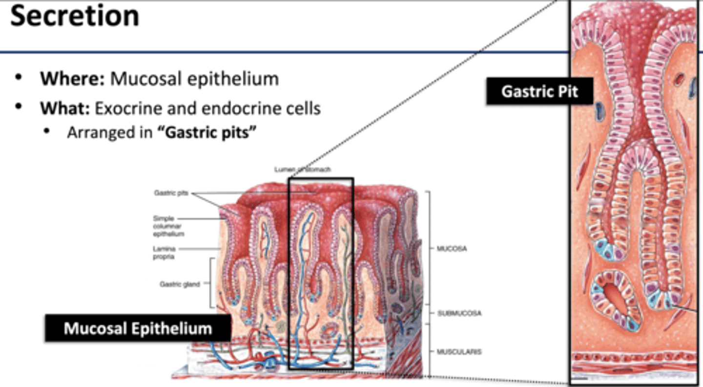 <p>Muscosal Epithelium cells: produces acid</p><p>Exocrine and endocrine cells arranged in Gastric Pits</p><p>--pits made by connective tissue lamina propia </p>