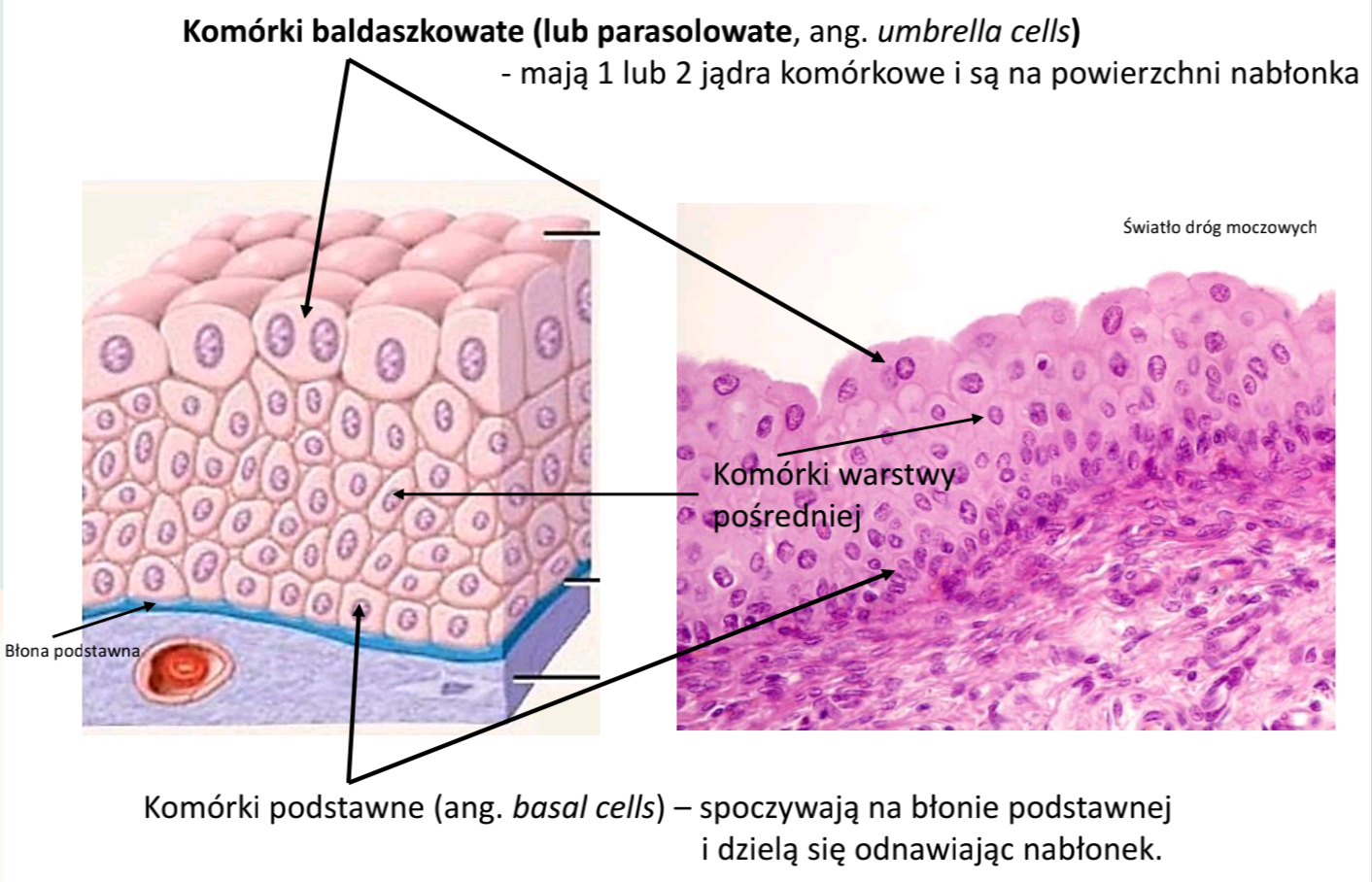 <p>Gdzie?- Występuje w większej części dróg moczowych: kielichy nerkowe, moczowody, pęcherz moczowy, początkowy odcinek cewki moczowej.</p><p></p>