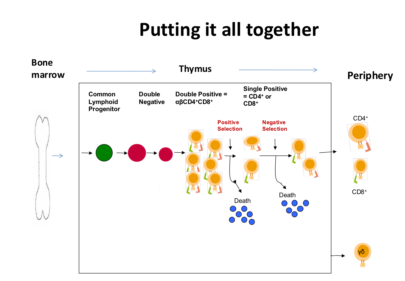 <p>naive T cells from thymus</p><ul><li><p>respond to foreign antigen bound in host MHC (HLA)</p><ul><li><p>evert T cell works with one HLA!</p></li></ul></li><li><p>do not respond to self aka tolerant to self</p></li></ul><p></p>