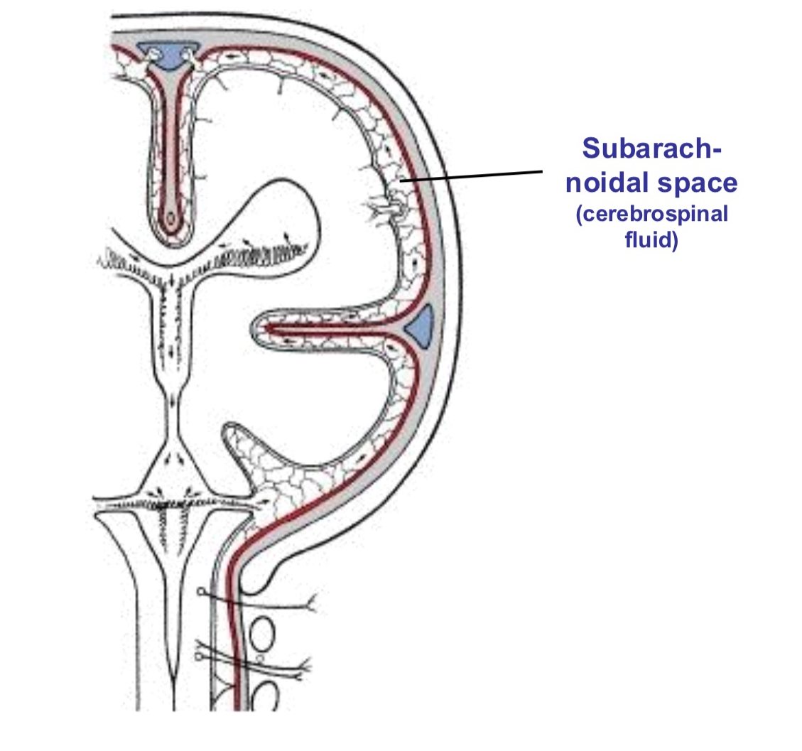 <ul><li><p>The subarachnoid space </p><ul><li><p>The fluid-filled compartment between the arachnoid mater and Pia mater </p></li><li><p>Surrounds the brain and spinal cord </p></li><li><p>Contains cerebrospinal fluid (CSF)</p></li></ul></li><li><p>Functions:</p><ol><li><p>Provides mechanical shock absorption </p></li><li><p>Maintains intracranial pressure</p></li><li><p>Circulates CSF </p></li><li><p>Supports neuromuscular structures </p></li></ol></li></ul><p></p>