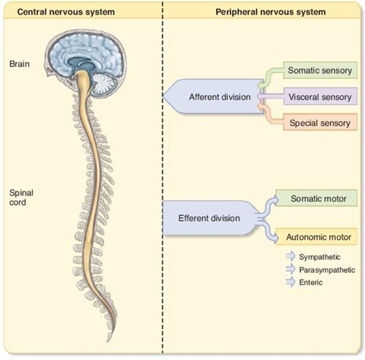 <p>Where α-motor neuron communicates with muscle fibres; site of neuron-to-muscle communication.</p>