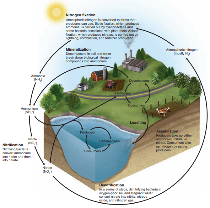 <p>The movement of nitrogen around the biosphere</p>