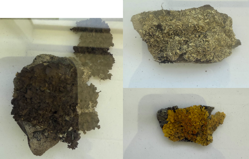 <p>What type of lichen is this<br>(leaf-like, flattened body, distinguishable upper and lower surfaces)</p>