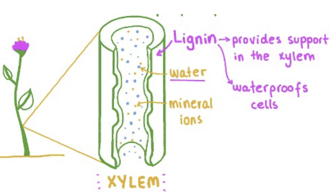 <p>The xylem, dead hollow cells that form “pipes” for water and mineral transport</p>
