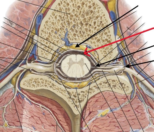 <p>Which part of the spinal cord is:</p><ul><li><p>Under the arachnoid</p></li></ul><p></p>