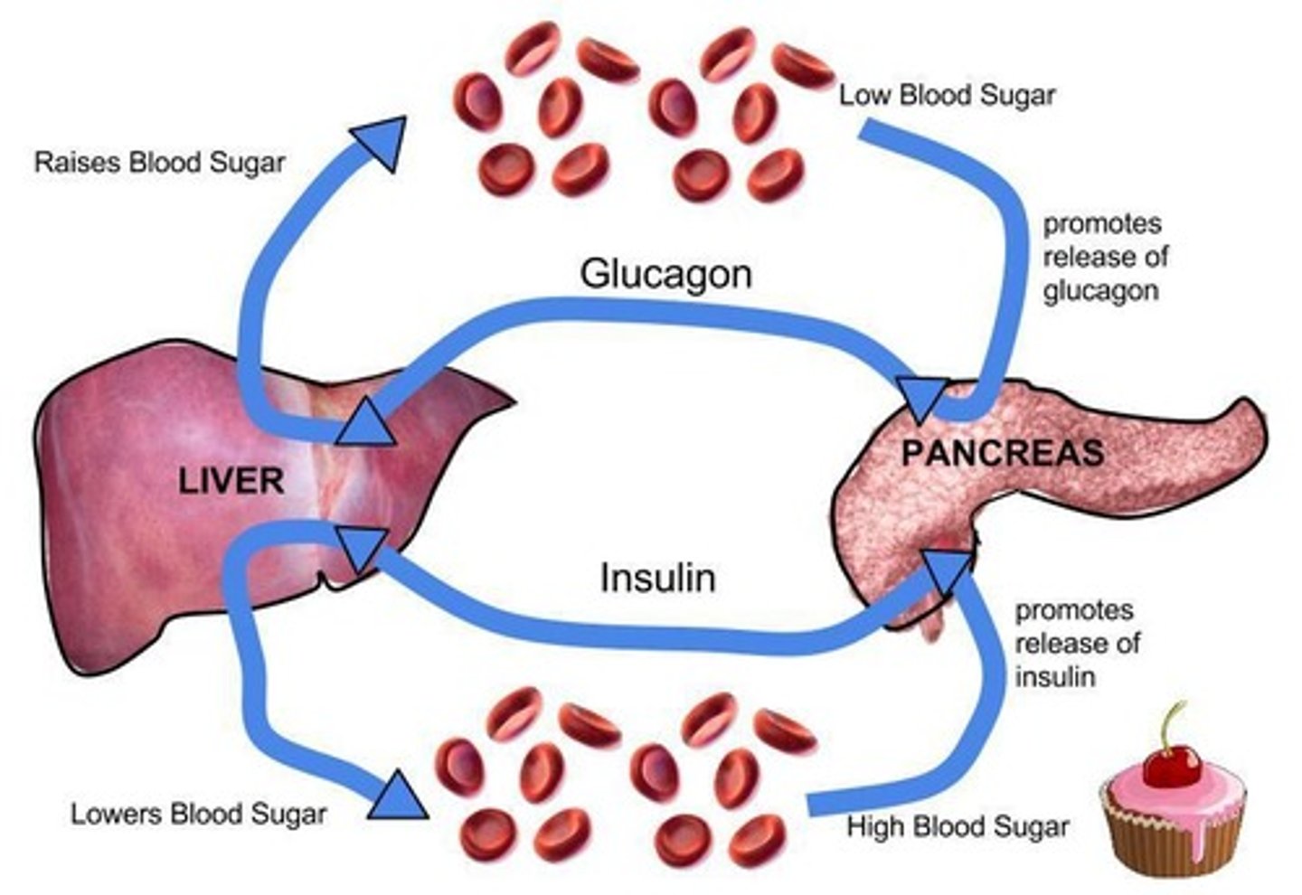 <p>Insulin and glucagon.</p>
