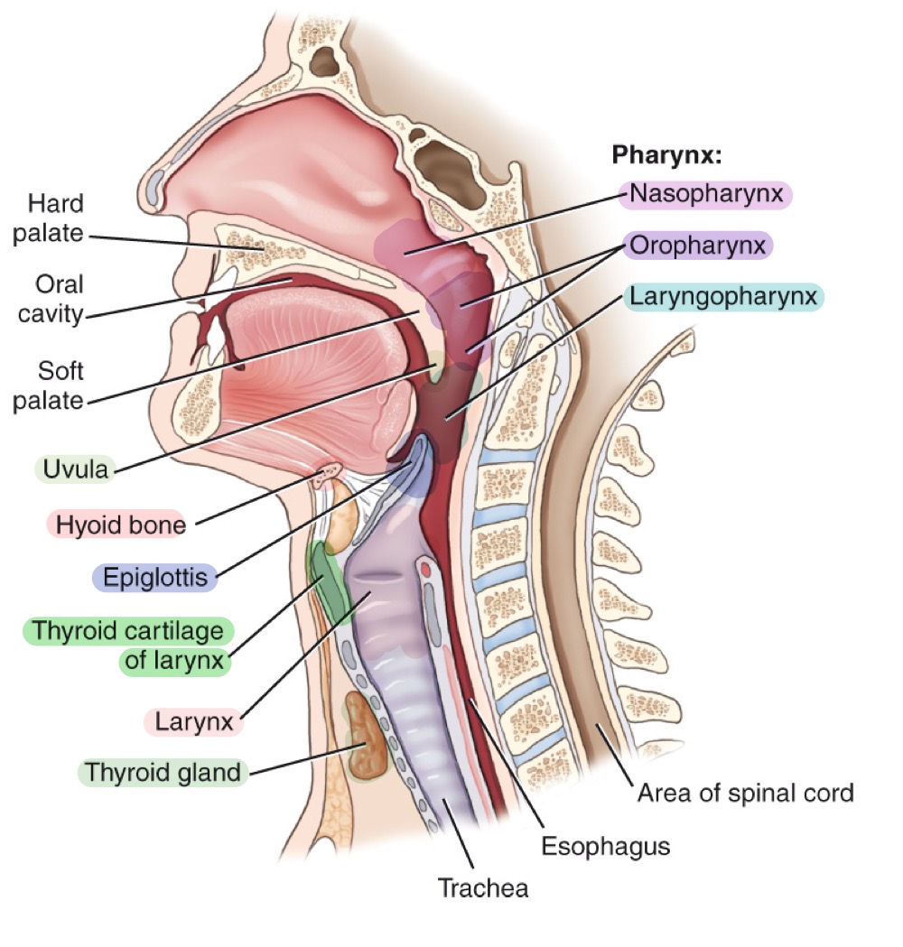 <p>Leaf-shaped flap covering the laryngeal inlet during swallowing to prevent food entry.</p>