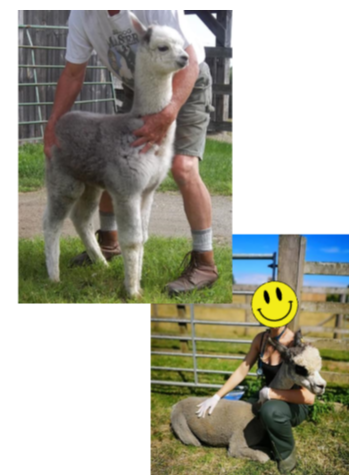 <p>Handling and restraint </p>