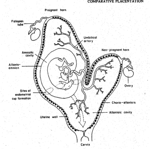 horse, note nonpregnant vs pregnant horn