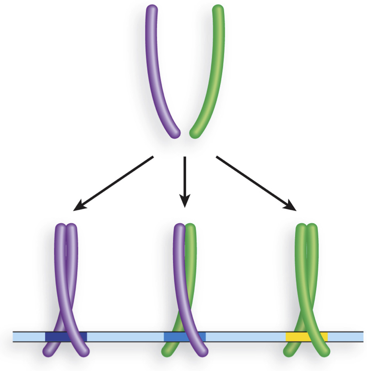 <p>Which of the following dimeric transcription factors is UNLIKELY to bind an INVERTED REPEAT segment of DNA?</p><p>a) option 1</p><p>b) option 2</p><p>c) option 3</p>
