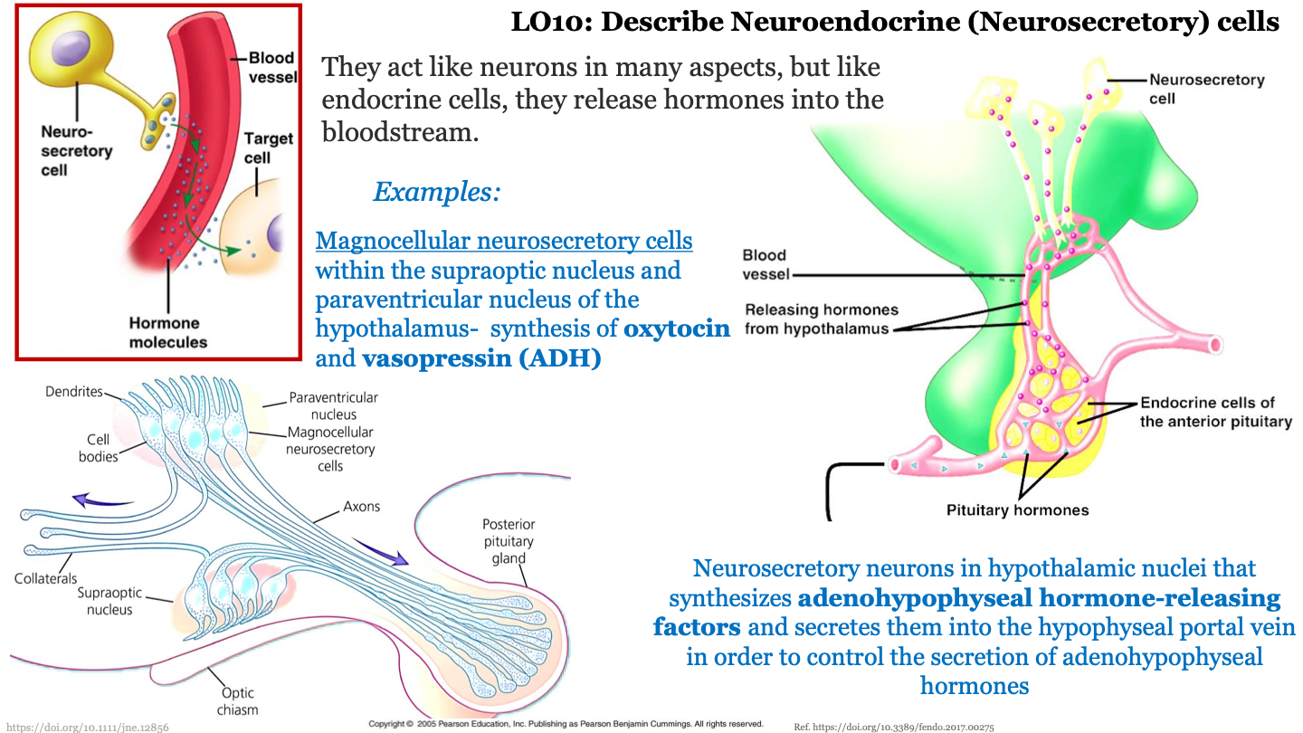 they act like neurons in many aspects, but like endocrine cells, they release hormones into the bloodstream 